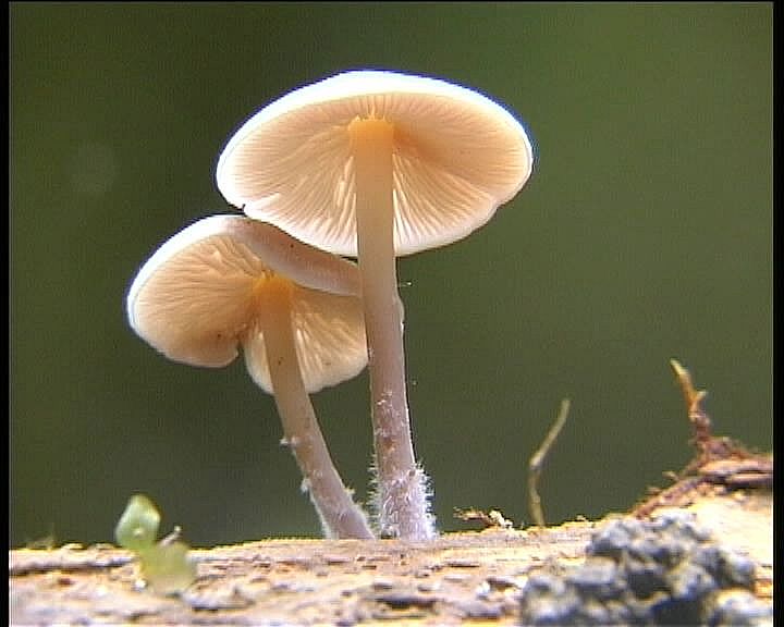 Baeospora myriadophylla    (Peck)   Singer, (1938)